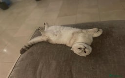 Scottish Fold cats for sale: TICA Active Queen  - Image 3