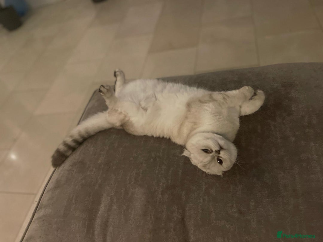 Scottish Fold cats for sale: TICA Active Queen  - Image 3