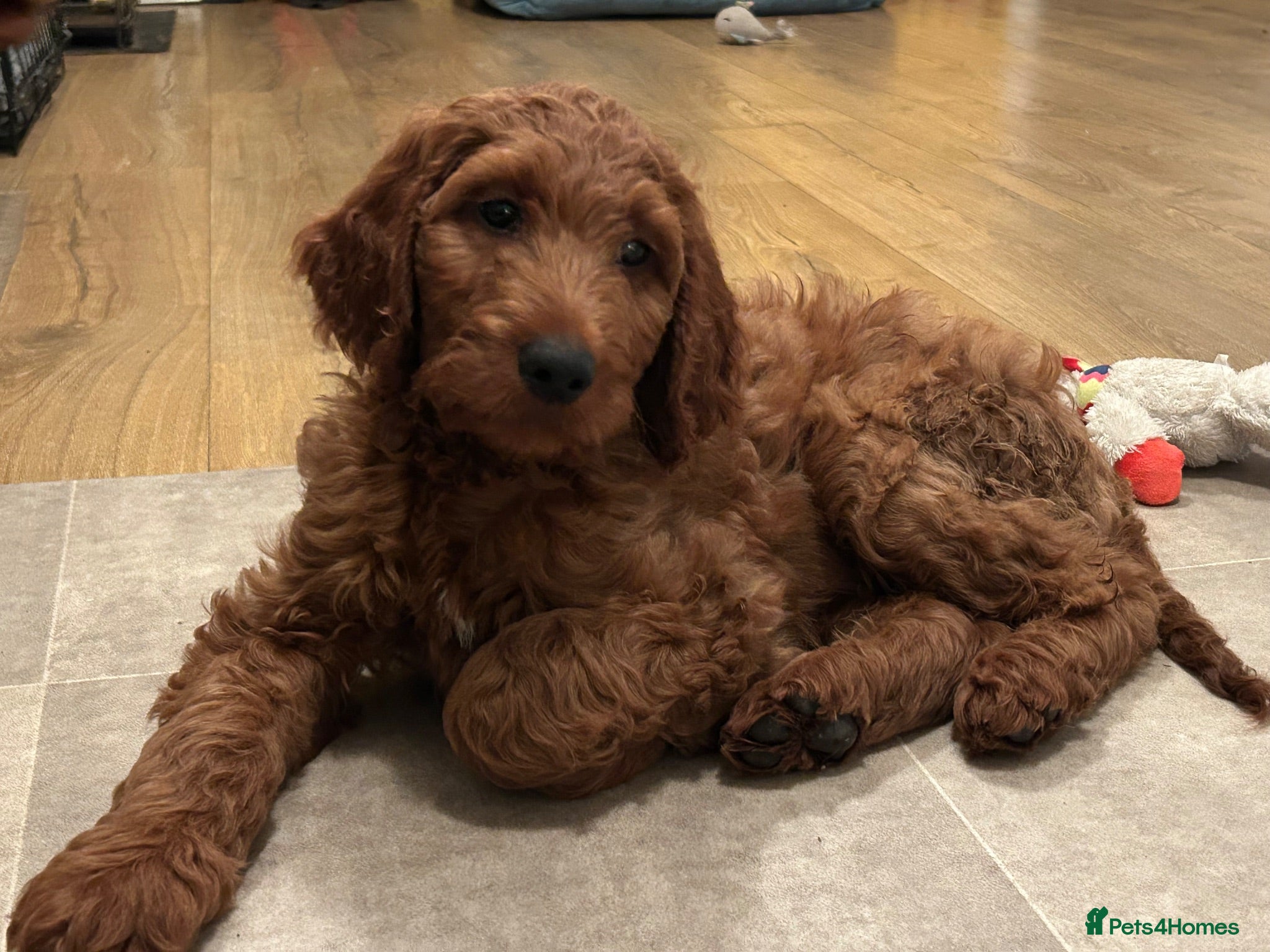 Irish Doodle dogs Red Irish Doodles - Advert 1