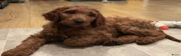 Irish Doodle dogs for sale: Red Irish Doodles - Advert 1