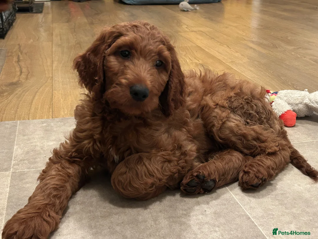 Irish Doodle dogs for sale: Red Irish Doodles - Advert 1