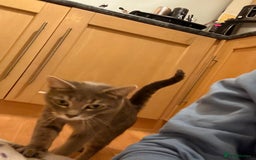Mixed Breed cats for sale: Half Bengal Half Tabby Sivler Grey 2 yr Female  - Image 2