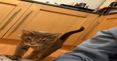 Mixed Breed cats - Advert 8