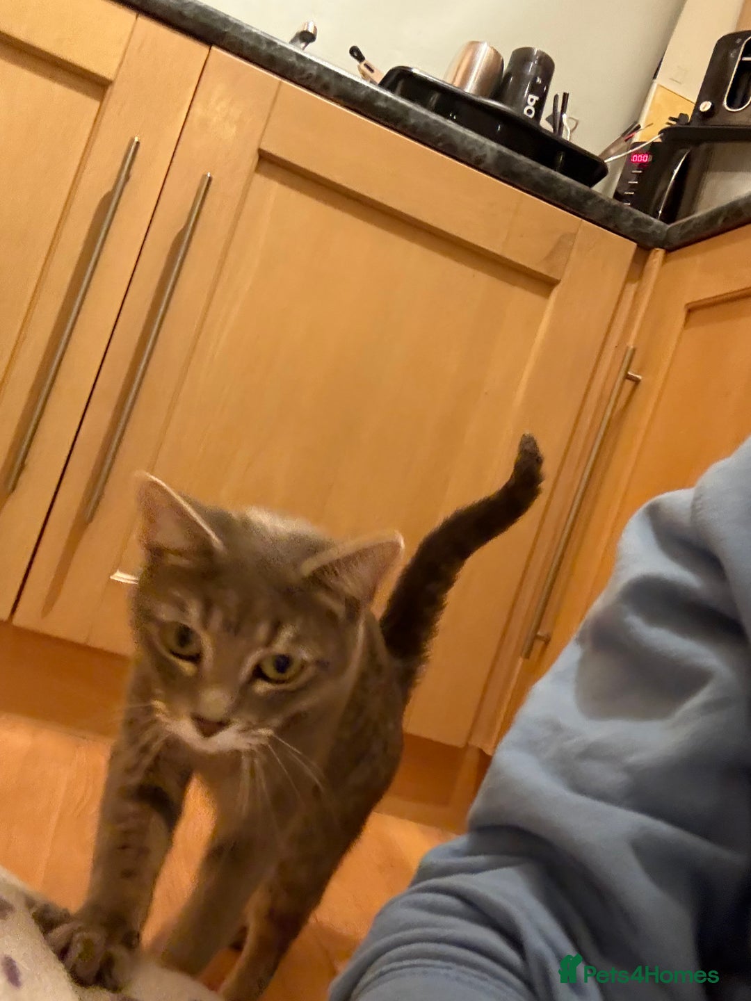 Mixed Breed cats for sale: Half Bengal Half Tabby Sivler Grey 2 yr Female  - Image 2