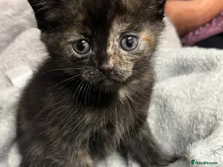 Mixed Breed cats 🐾 Beautiful Kitten Raised in a Family Home 🐾 - Advert 1