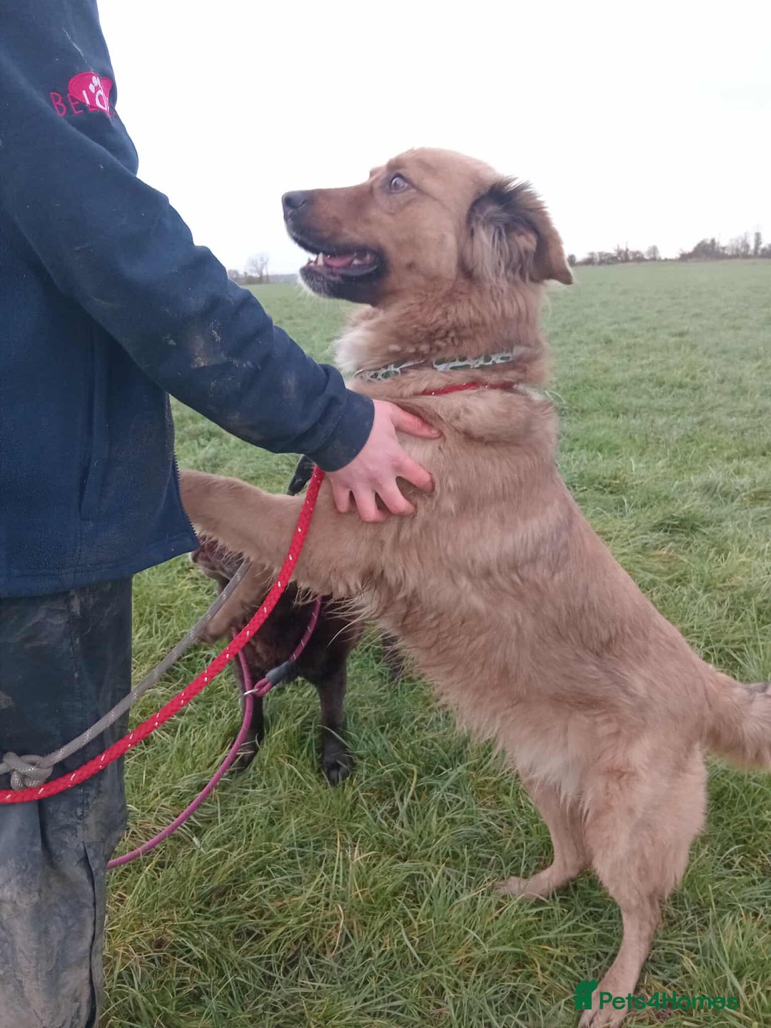 Mixed Breed dogs for adoption: GINNY - Advert 7