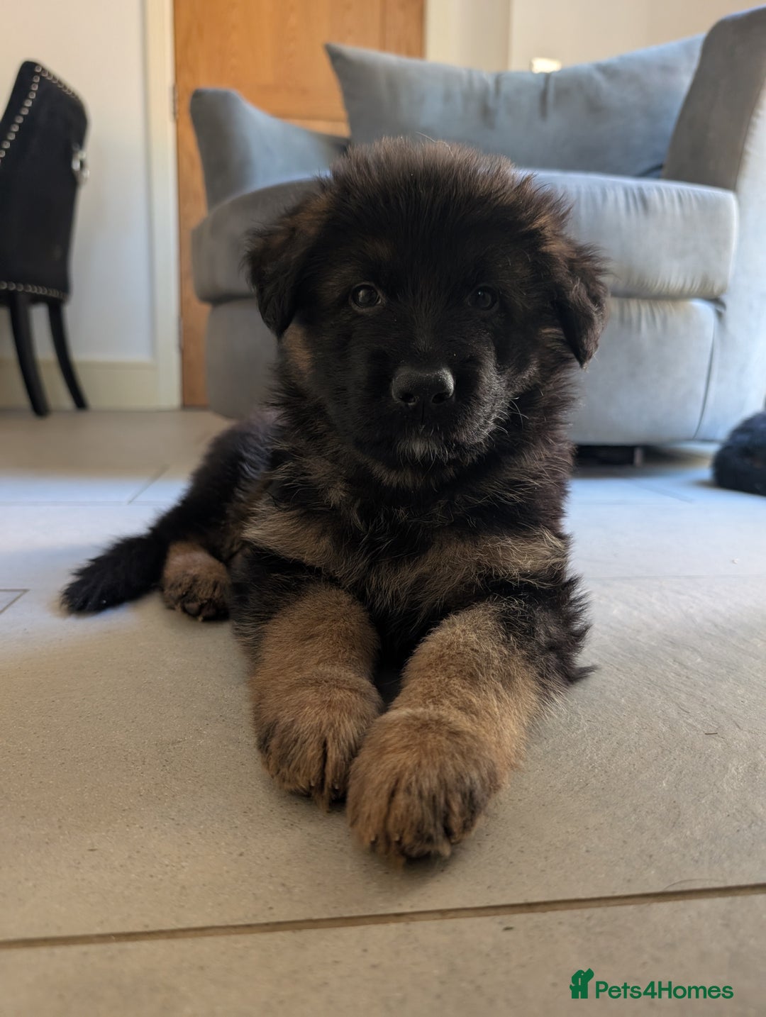 German Shepherd dogs for sale: Gorgeous and healthy German Shepherds Puppies - Image 17
