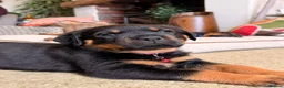 Rottweiler dogs for sale: Chunky pups excellent bloodlines in Preston - Advert 2