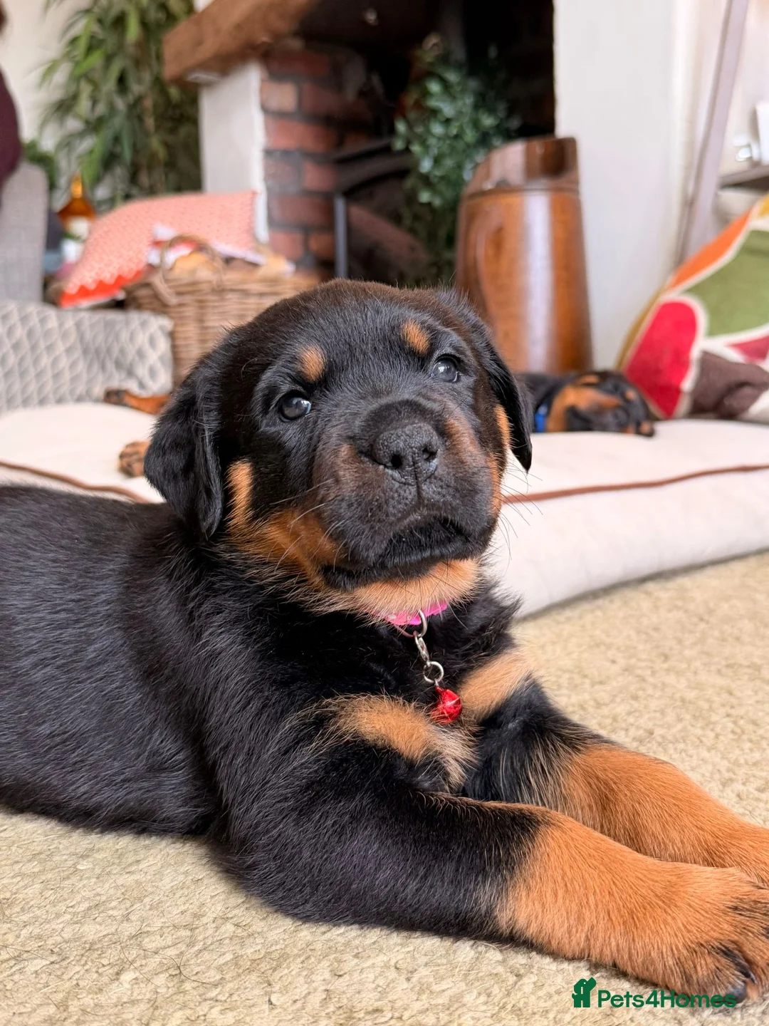 Rottweiler dogs for sale: Chunky pups excellent bloodlines in Preston - Advert 2