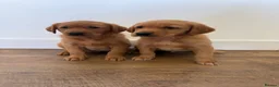 Goldador dogs for sale: Fantastic red goldador puppies  - Advert 8