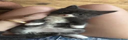 Mixed Breed cats for sale: Mixed breed long haired kittens  in Nottingham - Advert 3