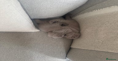 British Shorthair cats - Advert 16
