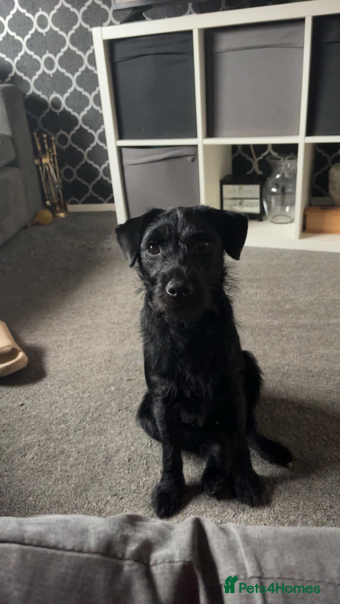 Border Terrier dogs Miss zara - Advert 7