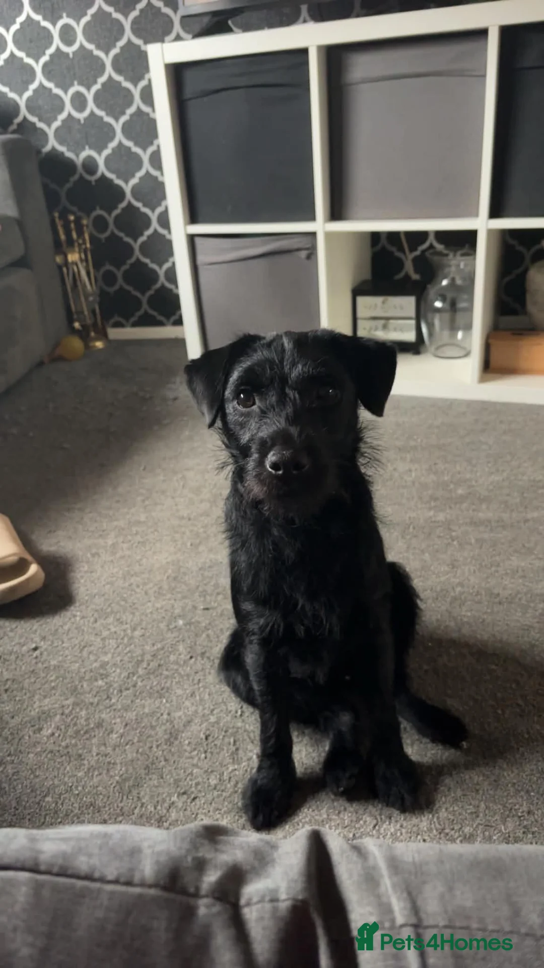 Border Terrier dogs for sale: Miss zara - Advert 1