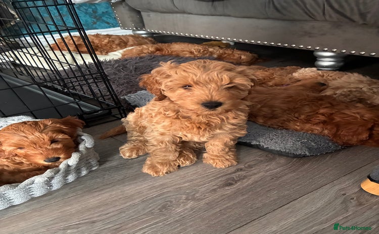 Cockapoo dogs - Advert 3