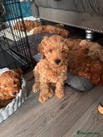 Cockapoo dogs - Advert 1