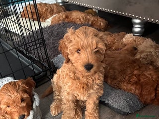 Cockapoo dogs - Advert 1