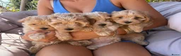 Maltipoo dogs for sale: F1 mini maltipoo puppies  - Advert 3
