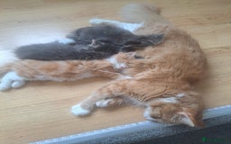 Mixed Breed cats for sale: Maine Coon and ragdoll  - Image 3