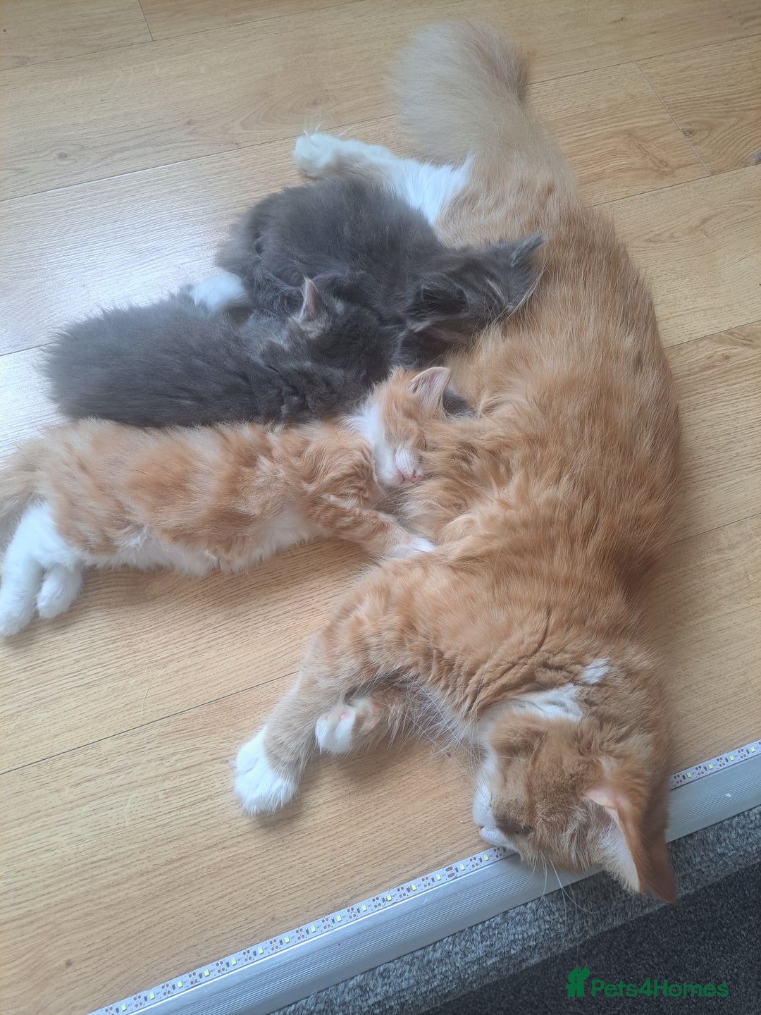 Mixed Breed cats for sale: Maine Coon and ragdoll  - Image 3