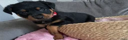 Rottweiler dogs for sale: Beautiful full bread Rottweiler pups  - Advert 13