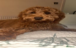 Cockapoo dogs for sale: Fox red F1 cockapoo - Image 3