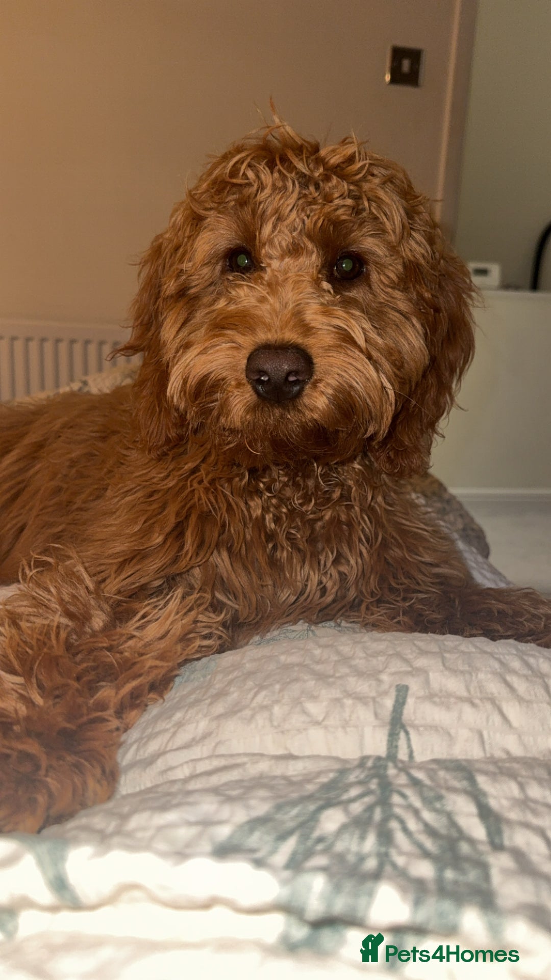 Cockapoo dogs for sale: Fox red F1 cockapoo - Image 3