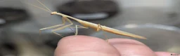 Mixed Breed invertebrates for sale: Mantis, stick insects, assassin bugs, grasshoppers - Advert 5