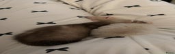 Ferret rodents for sale: Two male ferrets - Advert 2