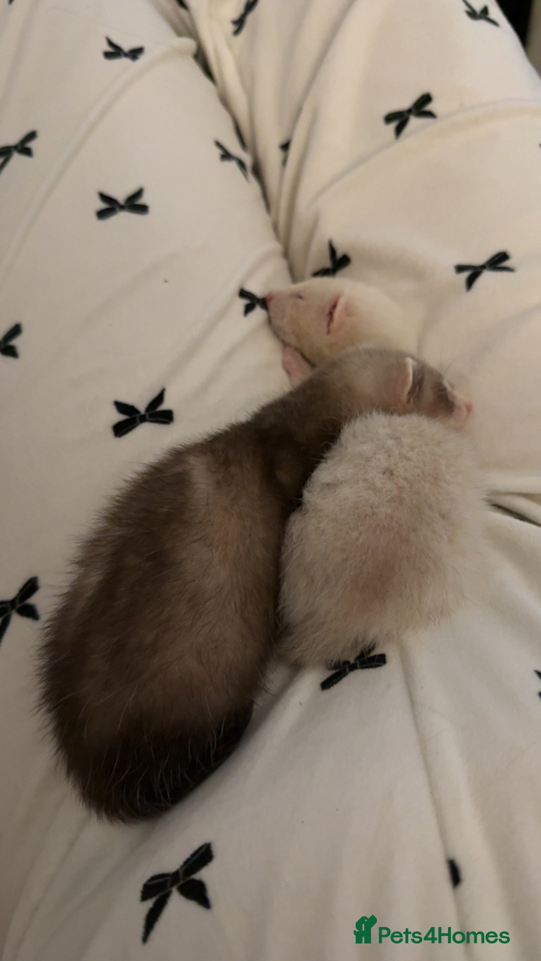 Ferret rodents for sale: Two male ferrets - Advert 2
