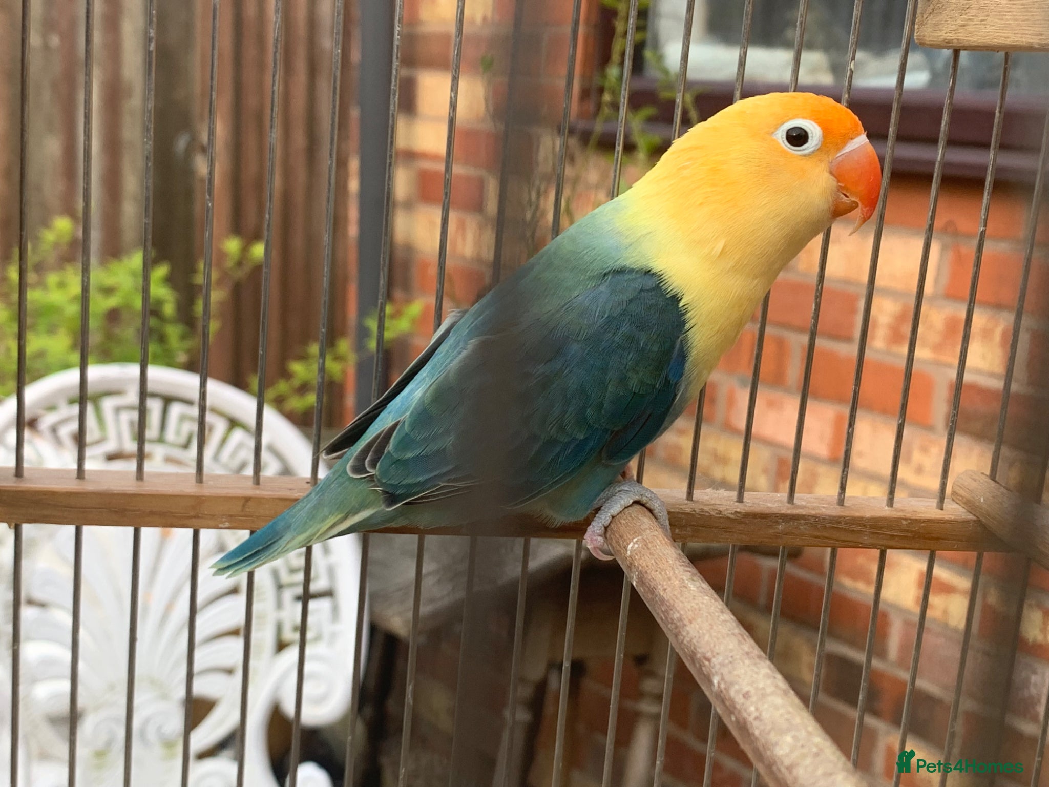 Lovebirds birds Fischer lovebird turquoise   DNA cert hen pershore - Advert 12