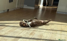 Cockapoo dogs for sale: Cocoa Bean Cockapoo  - Advert 3