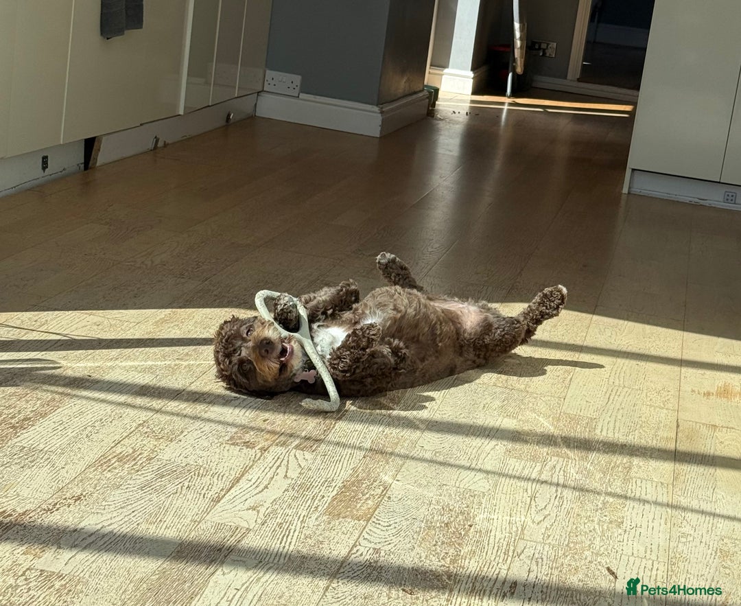 Cockapoo dogs for sale: Cocoa Bean Cockapoo  - Advert 3