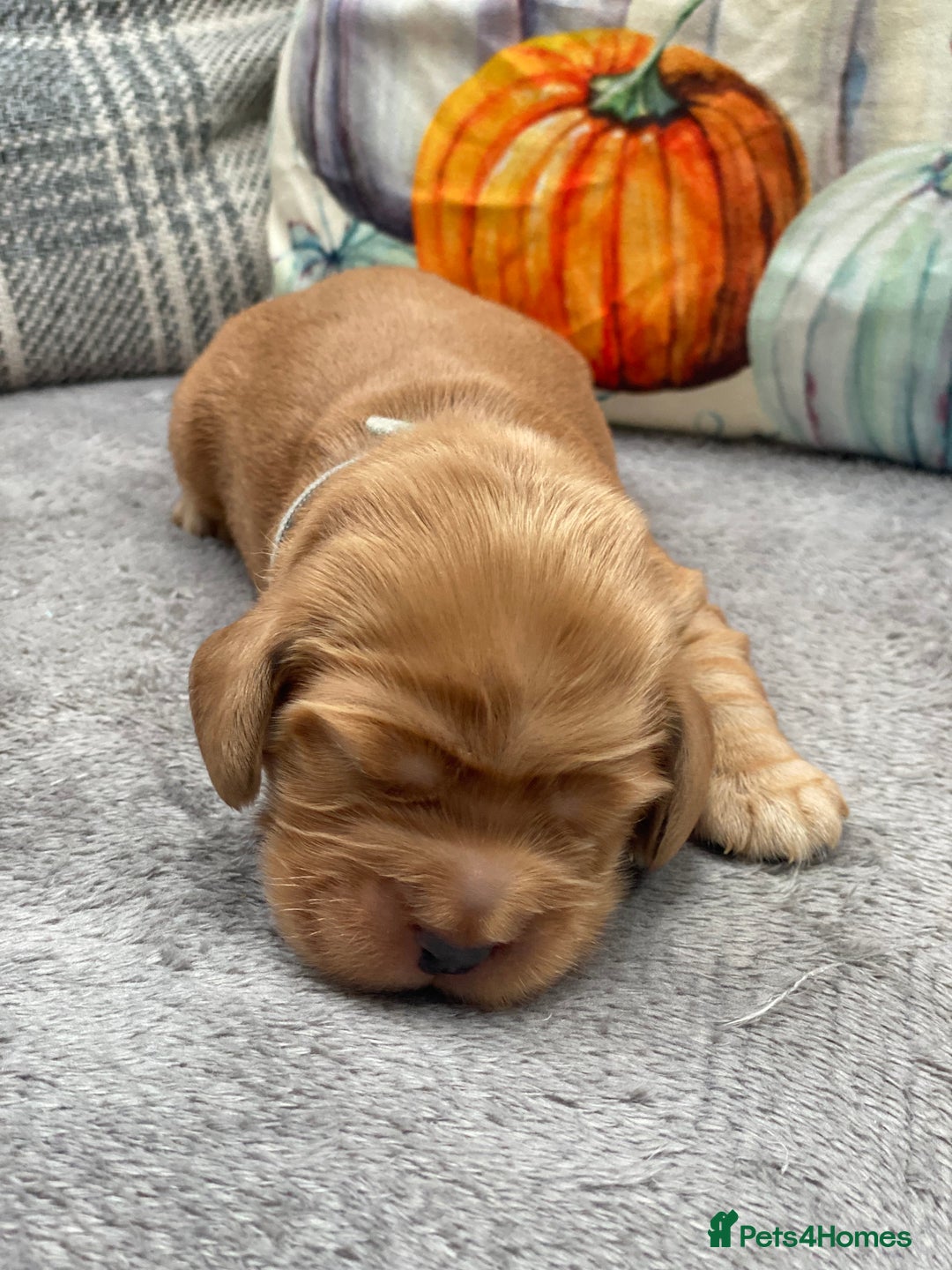 Cocker Spaniel dogs for sale: KC SHOW TYPE COCKER REGISTERED - Advert 21