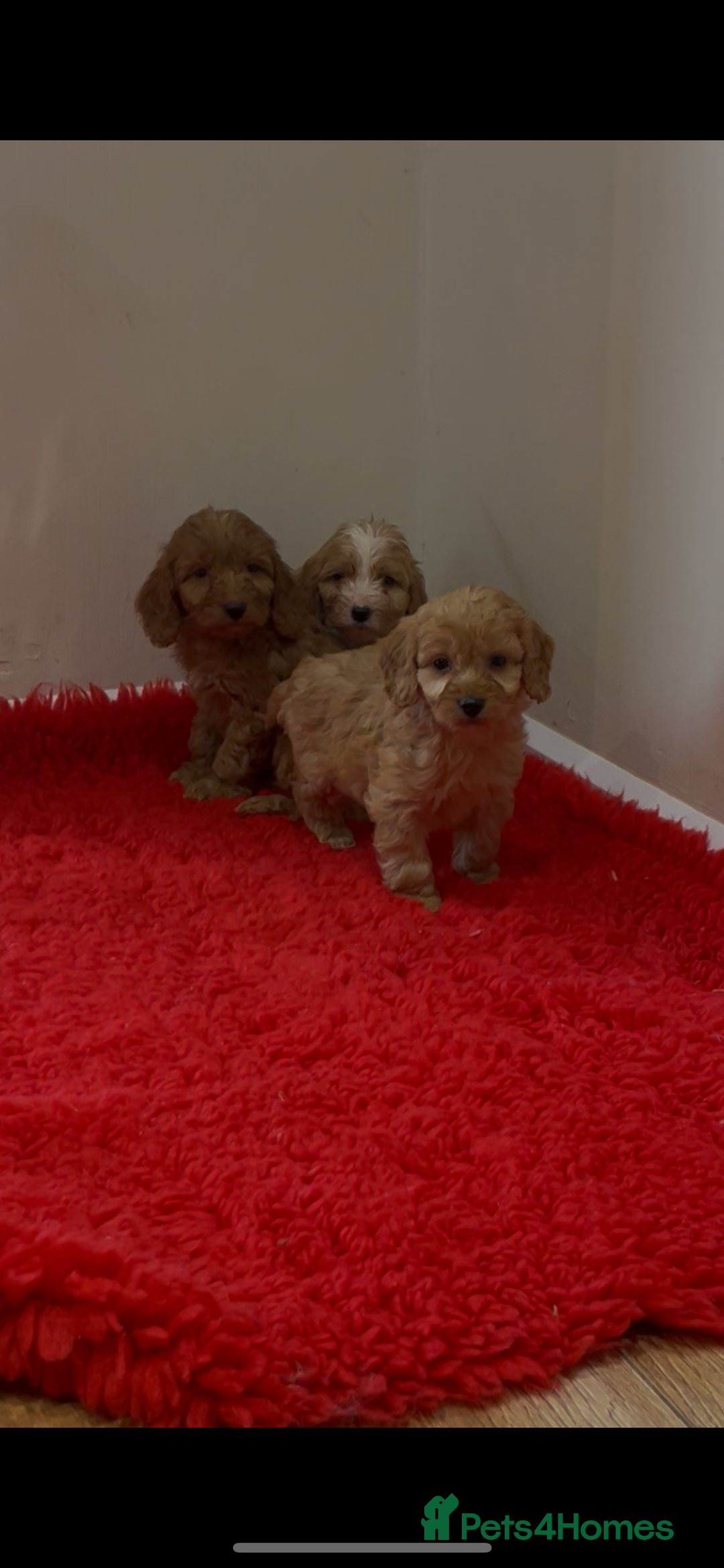 Cockapoo dogs for sale: Beautiful hereditary healthy male pups - Advert 18