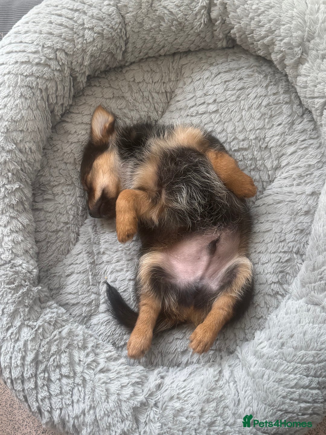 Mixed Breed dogs for sale: Yorkiepom - Image 3