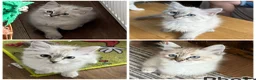 Siberian cats for sale: Amazing Siberian Neva Masquerade/Ragdoll kittens  - Advert 1