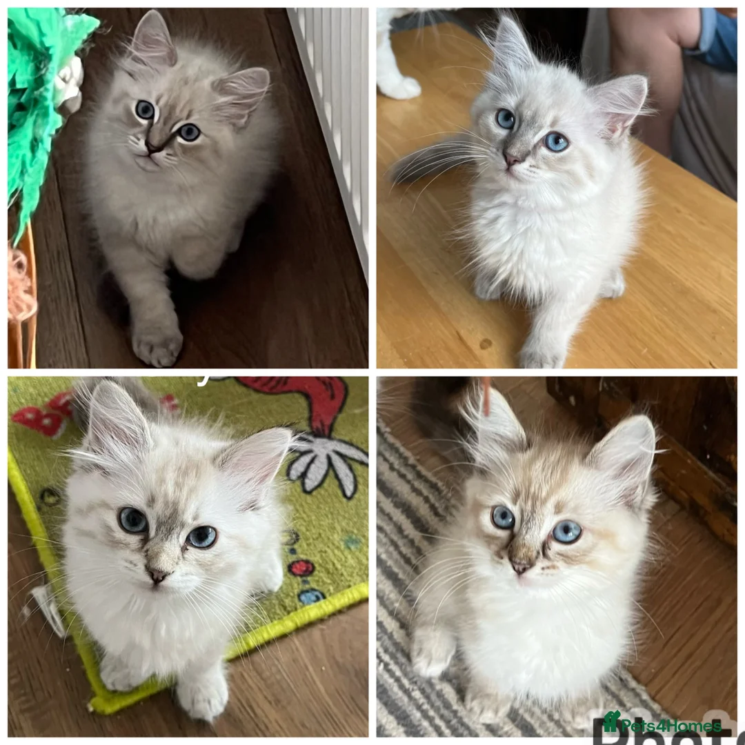 Siberian cats for sale: Amazing Siberian Neva Masquerade/Ragdoll kittens  - Advert 1
