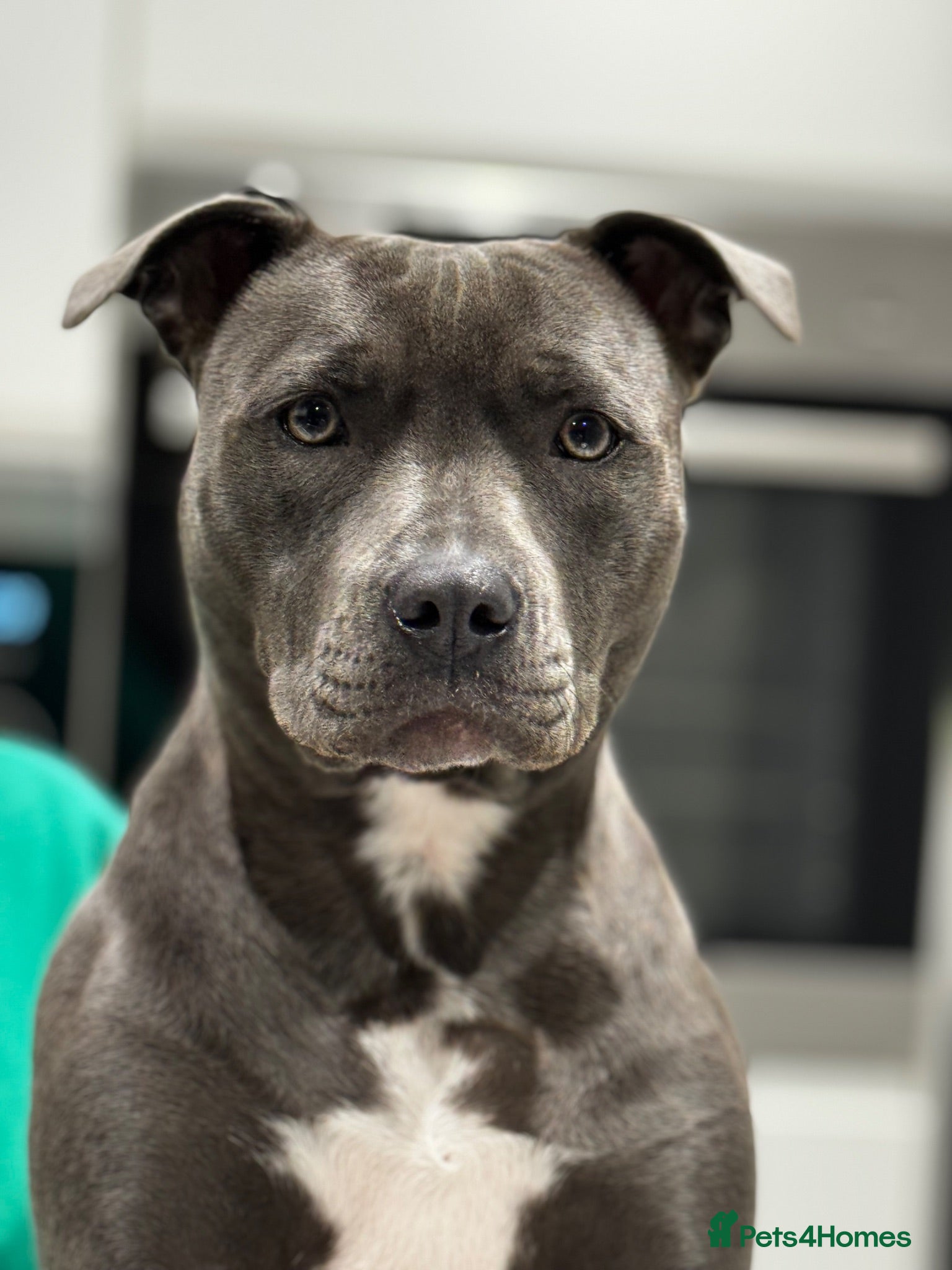 Staffordshire Bull Terrier dogs Stunning Blue Staffie Puppies 🐾  - Advert 1