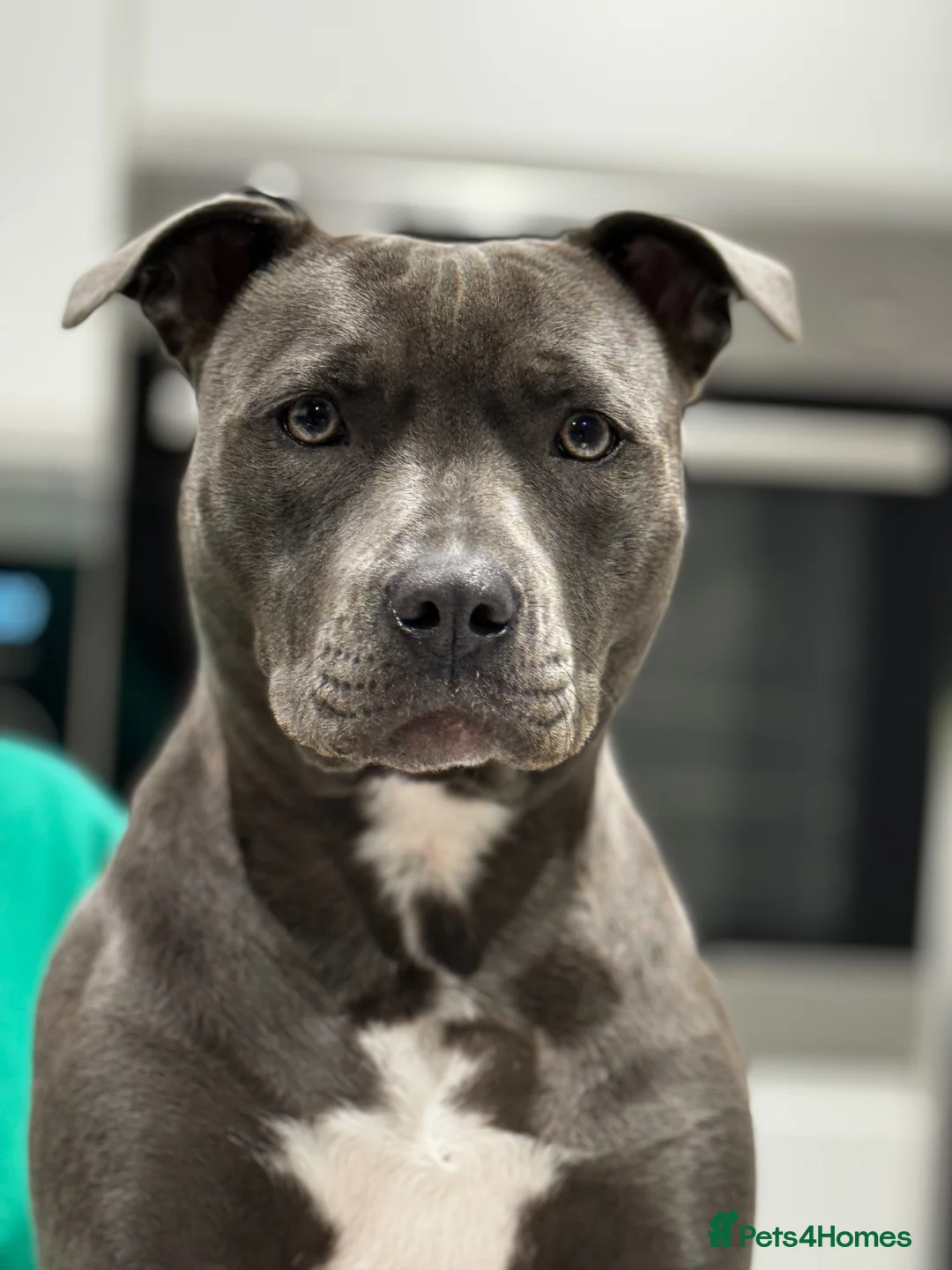 Staffordshire Bull Terrier dogs for sale: Stunning Blue Staffie Puppies 🐾  - Advert 1