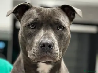 Staffordshire Bull Terrier dogs Stunning Blue Staffie Puppies 🐾 - Advert 6