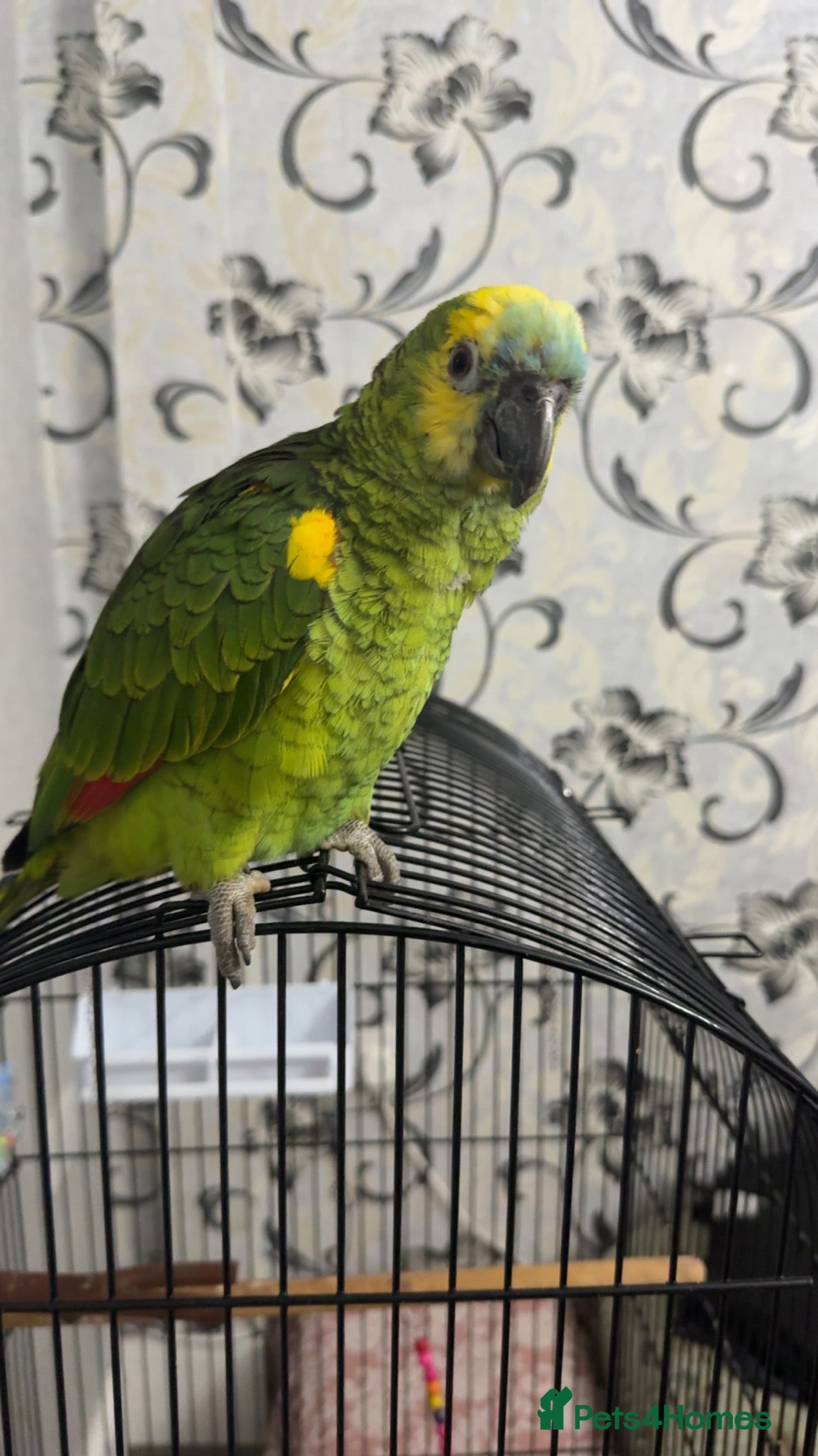 Parrots birds Amazon parrot  in Bradford - Advert 1