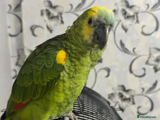 Parrots birds Amazon parrot in Bradford - Advert 1