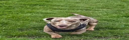 Miniature Dachshund dogs for stud: Mini Dachshound in Walsall - Advert 5
