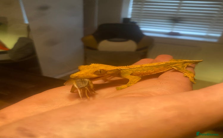 Gecko reptiles - Advert 1
