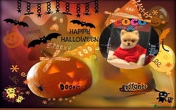 Pomeranian dogs for stud: 🎃EXPERIENCED👑KING ZIGGY & PRINCE COCO🏆STUD Boys in Bedford - Image 14