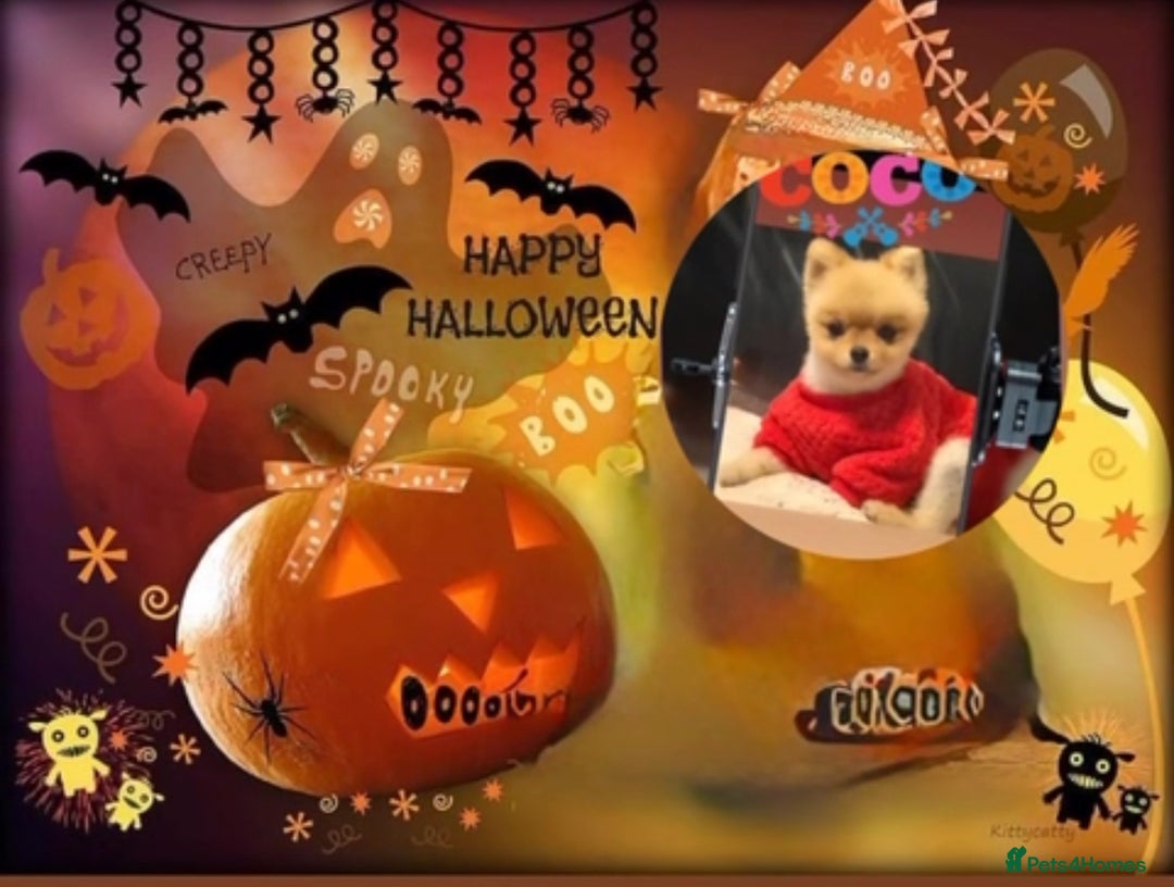 Pomeranian dogs for stud: 🎃EXPERIENCED👑KING ZIGGY & PRINCE COCO🏆STUD Boys in Bedford - Image 14