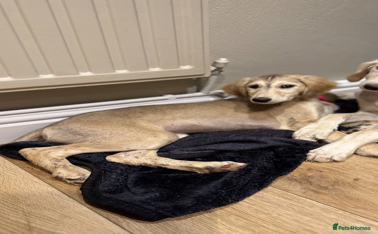 Saluki dogs Lovely Saluki Puppies - Advert 1