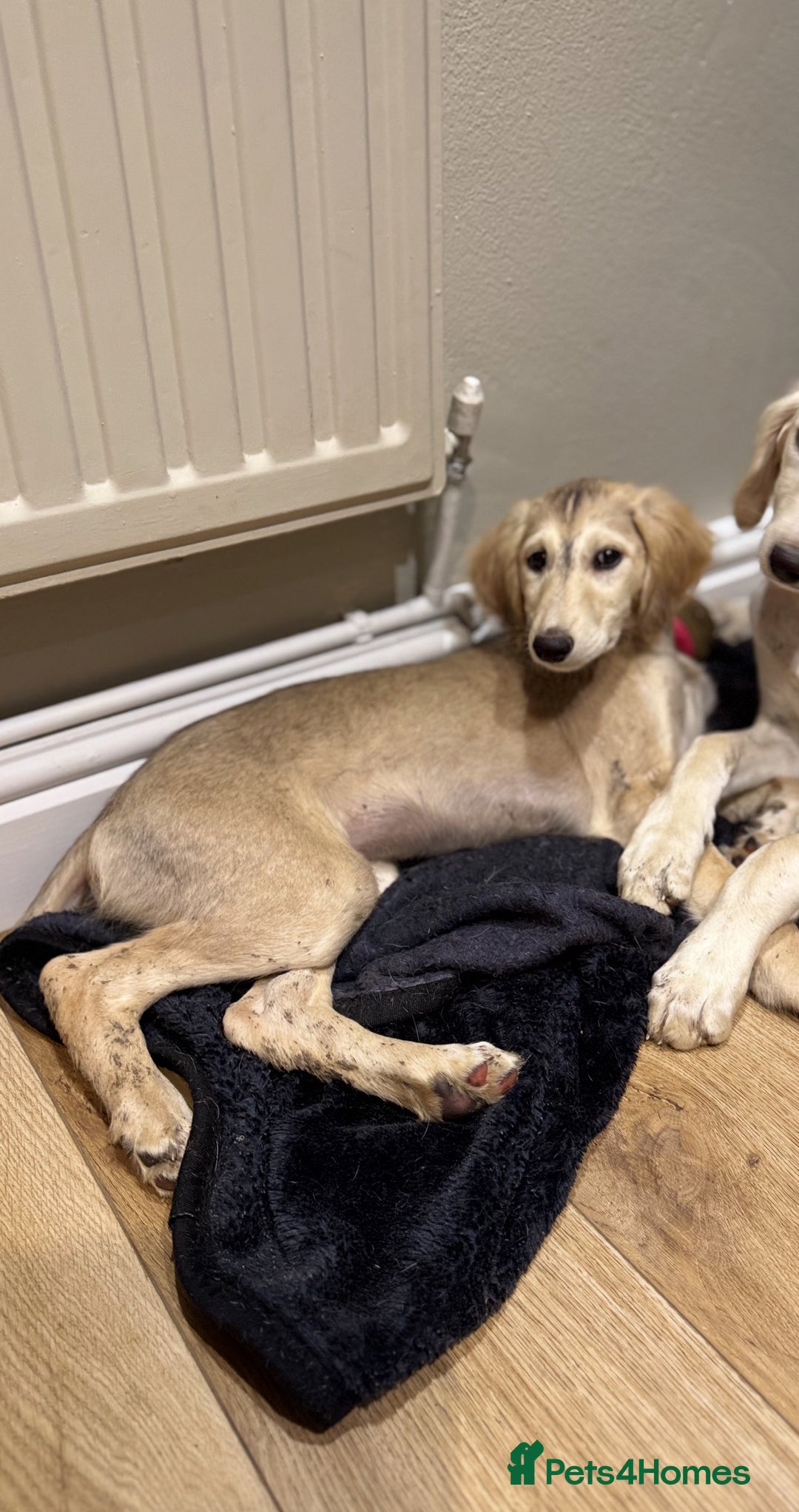 Saluki dogs for sale: Lovely Saluki Puppies - Advert 1
