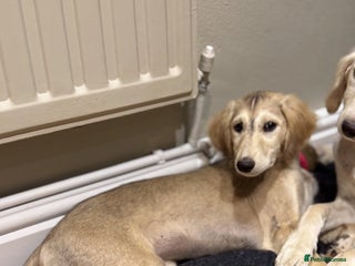 Saluki dogs Lovely Saluki Puppies - Advert 12